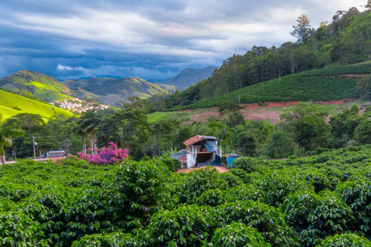 Coffee growing in Serra Fluminense, Brazil