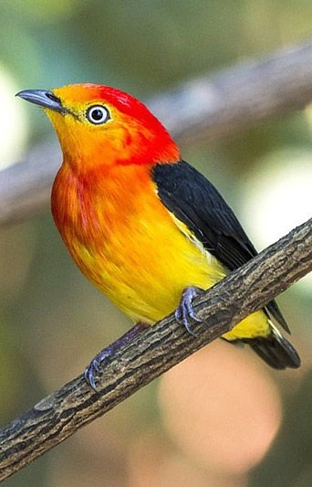 Uirapuru bird, the symbol of the brand
